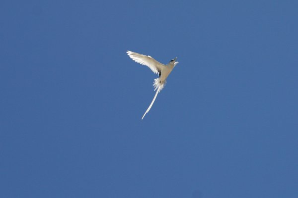 Paille*en-queue &agrave; bec jaune (Payanke), Pha&eacute;ton &agrave; Bec Jaune, Phaethon lepturus 