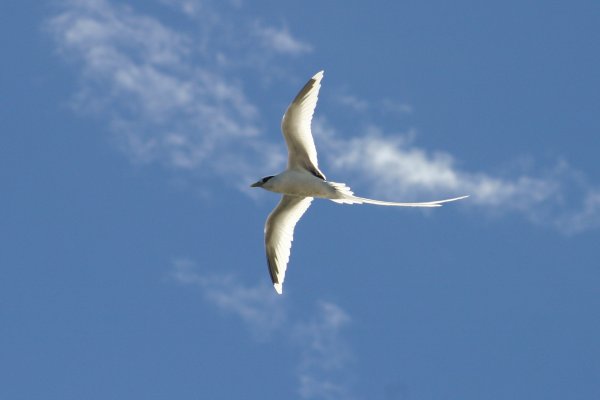 Paille*en-queue &agrave; bec jaune (Payanke), Pha&eacute;ton &agrave; Bec Jaune, Phaethon lepturus 