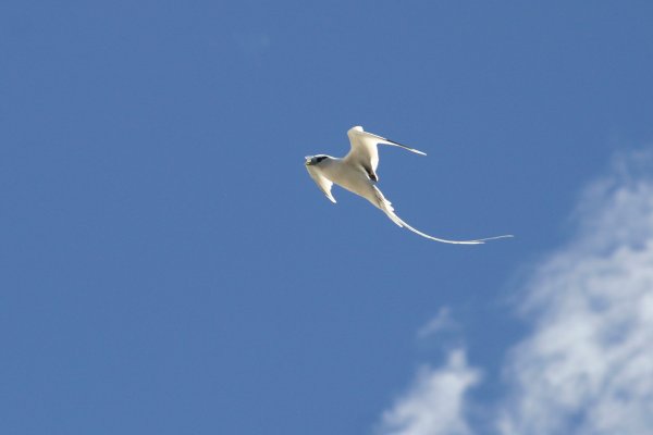 Paille*en-queue &agrave; bec jaune (Payanke), Pha&eacute;ton &agrave; Bec Jaune, Phaethon lepturus 