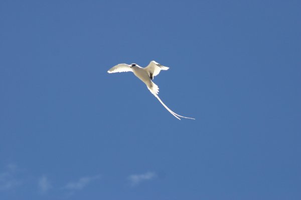Paille*en-queue &agrave; bec jaune (Payanke), Pha&eacute;ton &agrave; Bec Jaune, Phaethon lepturus 