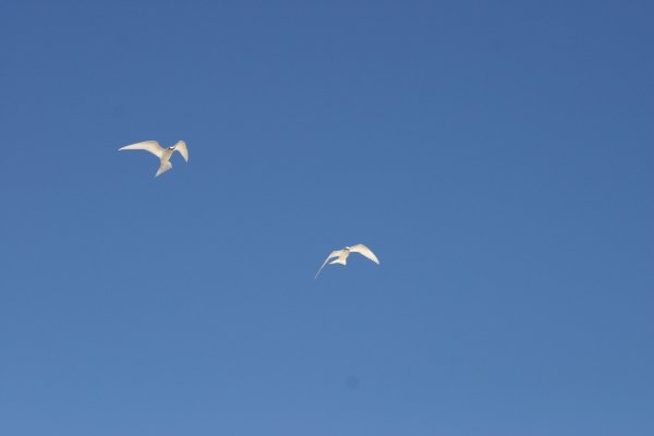 La mouette blanche Gygis alba (Golan blan) 