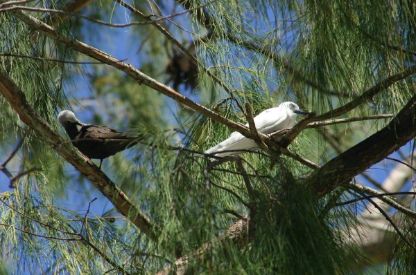 Gygis alba des Seychelles ou Gygis blanche, Fairy tern, Rothschildi alba de Gygis, Golan 