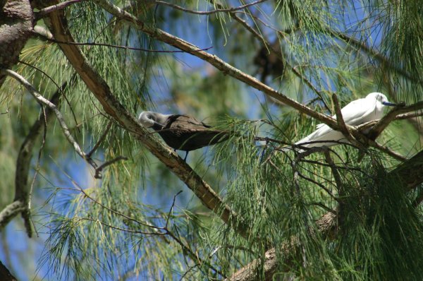 Gygis alba des Seychelles ou Gygis blanche, Fairy tern, Rothschildi alba de Gygis, Golan 