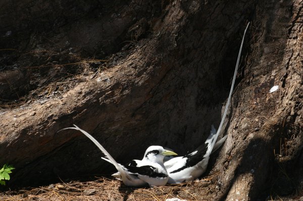 Paille*en-queue &agrave; bec jaune (Payanke), Pha&eacute;ton &agrave; Bec Jaune, Phaethon lepturus 