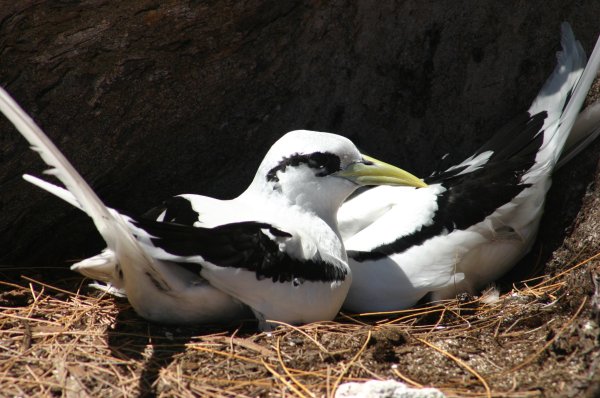 Paille*en-queue &agrave; bec jaune (Payanke), Pha&eacute;ton &agrave; Bec Jaune, Phaethon lepturus 