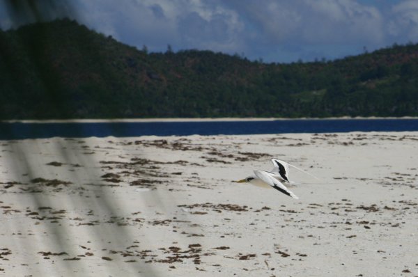 Paille*en-queue &agrave; bec jaune (Payanke), Pha&eacute;ton &agrave; Bec Jaune, Phaethon lepturus 