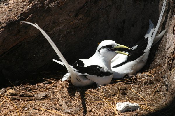 Pha&eacute;tons &agrave; Bec Jaune blottis au pied d