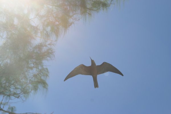 Gygis alba des Seychelles ou Gygis blanche, Fairy tern, Rothschildi alba de Gygis, Golan 