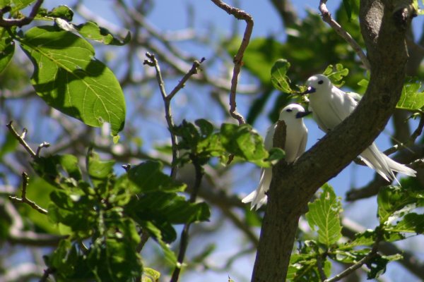 Gygis alba <A href=../gygis-alba/premier.html>Toutes les photos</A> 