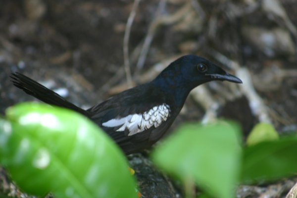 Dyal des Seychelles ou Pi Santez, Copsychus sechellarum 