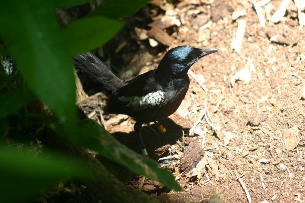 Dyal des Seychelles <br><br> <A href=../dyal/04_11_24n1130139-le-dyal-des-seychelles.html>Toutes les photos</A> 