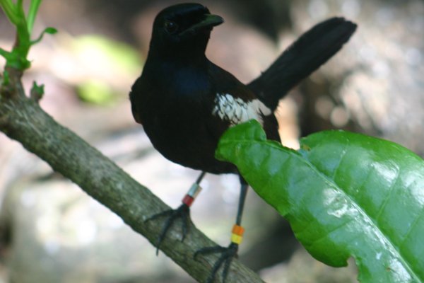 Dyal des Seychelles <br><br> <A href=../dyal/04_11_24n1130210-le-dyal-des-seychelles.html>Toutes les photos</A> 