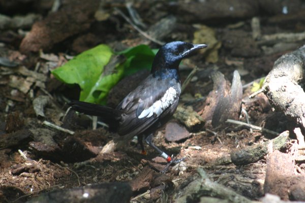 Dyal des Seychelles  <br><br> <A href=../dyal/04_11_24n1131451-le-dyal-des-seychelles.html>Toutes les photos</A> 