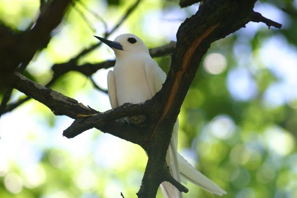 Gygis alba <A href=../gygis-alba/premier.html>Toutes les photos</A> 