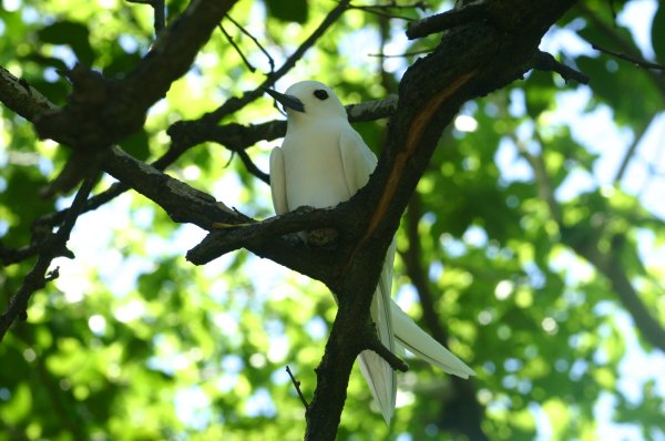 Gygis alba <A href=../gygis-alba/premier.html>Toutes les photos</A> 