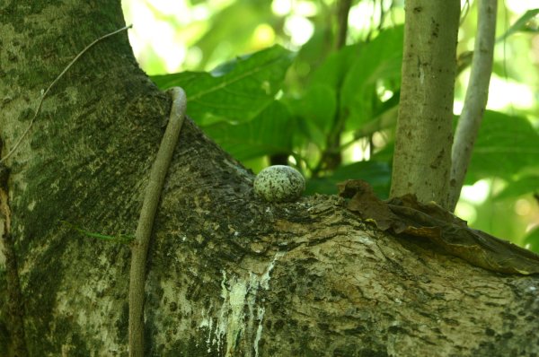 Gygis alba des Seychelles ou Gygis blanche, Fairy tern, Rothschildi alba de Gygis, Golan 
