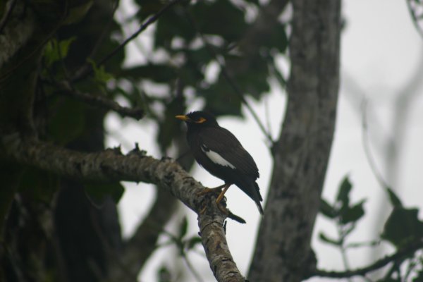 Martin triste des Seychelles ou Manaite des Indes, Marten , Acridotheres tristis 
