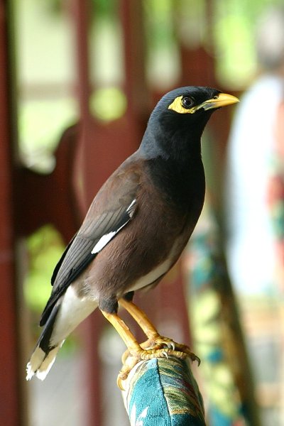 Martin triste des Seychelles ou Manaite des Indes, Marten , Acridotheres tristis 