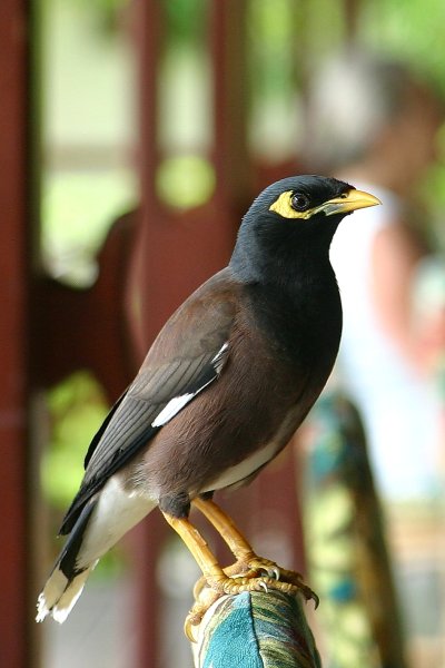 Martin triste des Seychelles ou Manaite des Indes, Marten , Acridotheres tristis 