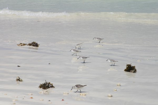 Becasseau de Sanderling, Calidris alba 