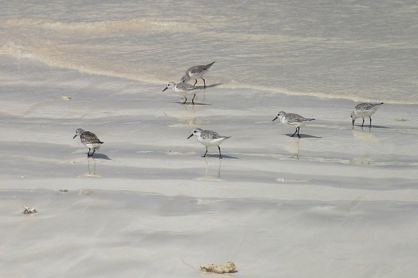 Becasseau de Sanderling, Calidris alba 