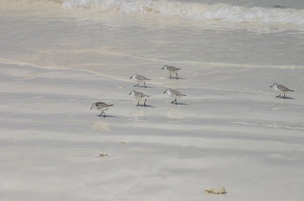 Becasseau de Sanderling, Calidris alba 