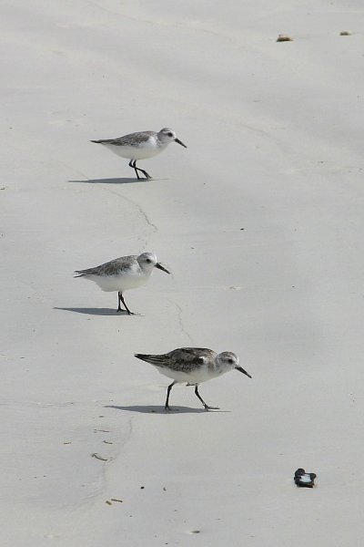Becasseau de Sanderling, Calidris alba 