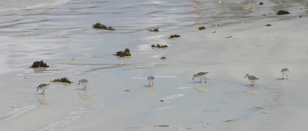 Becasseau de Sanderling, Calidris alba 