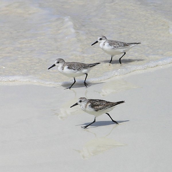 Becasseau de Sanderling, Calidris alba 
