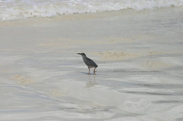 La Gasse, Makak ou Manik, Butorides striatus, Degens des Seychelles 