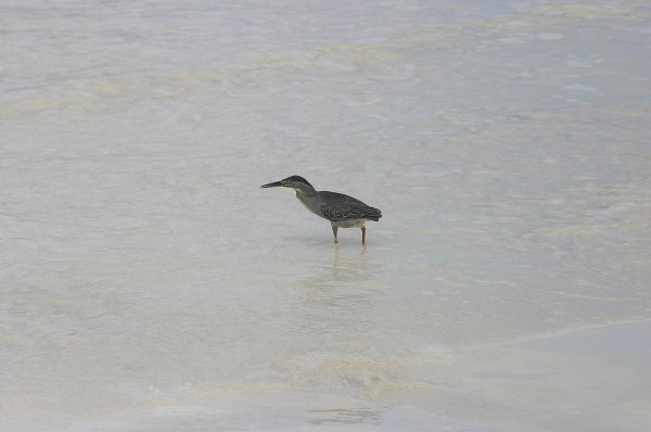 La Gasse, Makak ou Manik, Butorides striatus, Degens des Seychelles 
