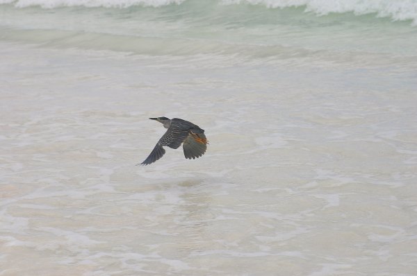 La Gasse, Makak ou Manik, Butorides striatus, Degens des Seychelles 