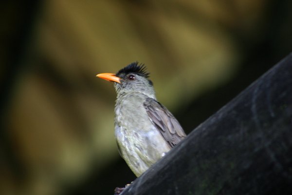 Boulboul gros bec des Seychelles (Hypsipetes crassirostris)   Praslin 