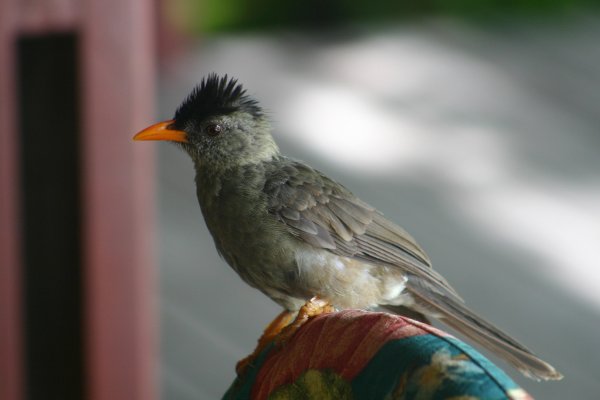 Boulboul gros bec des Seychelles (Hypsipetes crassirostris)   Praslin 