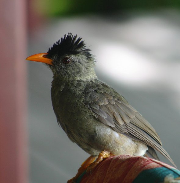 Boulboul gros bec des Seychelles (Hypsipetes crassirostris)   Praslin 