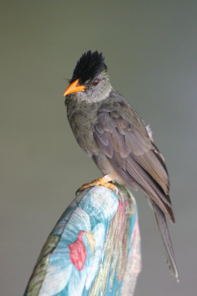 Boulboul gros bec des Seychelles (Hypsipetes crassirostris)   Praslin 