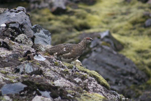 Ptarmigan, rj&uacute;pan 