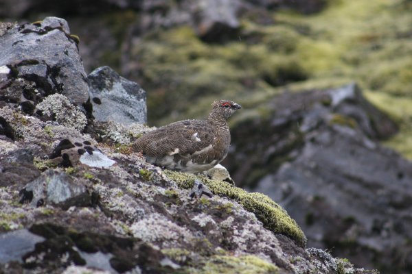 Ptarmigan, rj&uacute;pan 