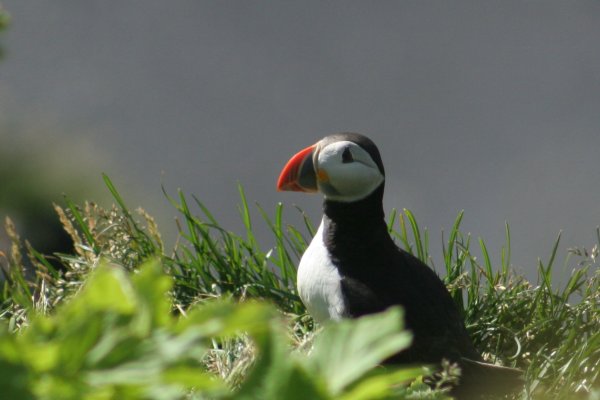 Macareux moine, Lundi, Puffin, Fratercula artica, Papageitaucher, Lunde 