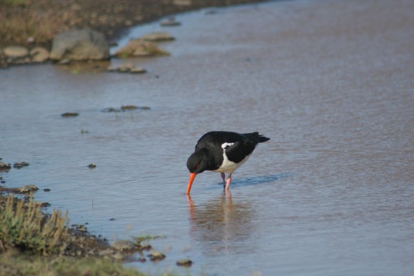 Hu&icirc;trier-pie - V&iacute;k, Haematopus ostralegus 