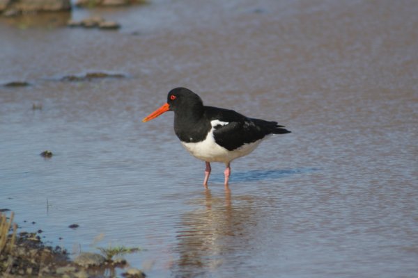  <A href=../huitrier_pie/premier.html>Toutes les photos</A> <A href=../huitrier_pie/premier.html>Toutes les photos</A> <A href=../huitrier_pie/premier.html>Toutes les photos</A> <A href=../huitrier_pie/premier.html>Toutes les photos</A> <A href=../huitrier_pie/premier.html>Toutes les photos</A> 