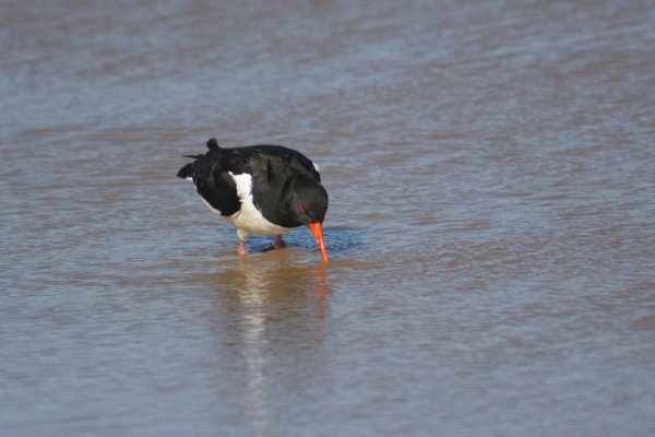 Hu&icirc;trier-pie - V&iacute;k, Haematopus ostralegus 