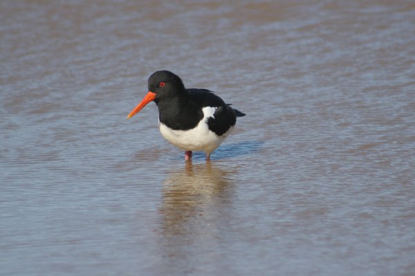Hu&icirc;trier-pie - V&iacute;k, Haematopus ostralegus 