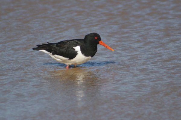 Hu&icirc;trier-pie - V&iacute;k, Haematopus ostralegus 