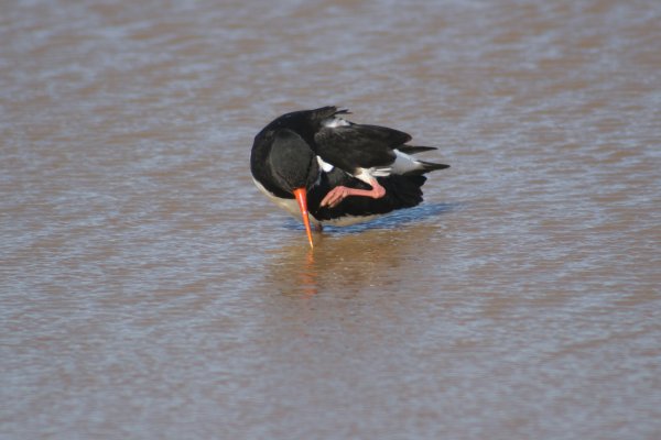 Hu&icirc;trier-pie - V&iacute;k, Haematopus ostralegus 