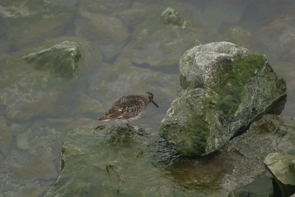 Becasseau au lagon de J&ouml;kuls&aacute;rl&oacute;n - Islande 