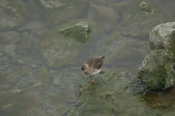 Becasseau au lagon de J&ouml;kuls&aacute;rl&oacute;n - Islande 