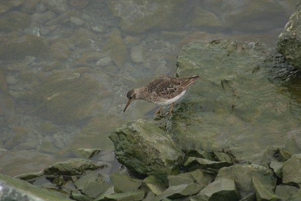 Becasseau au lagon de J&ouml;kuls&aacute;rl&oacute;n - Islande 