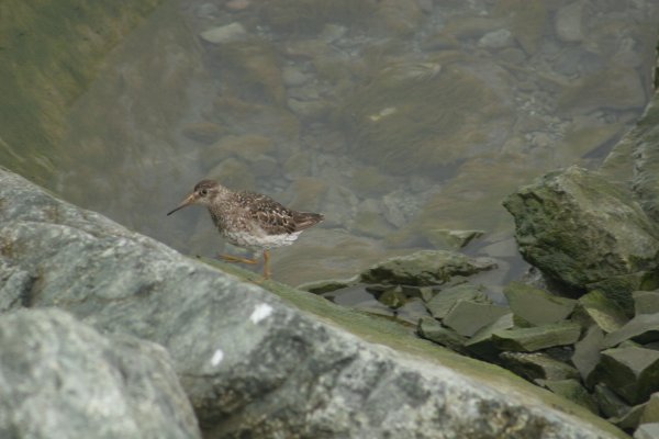 Becasseau au lagon de J&ouml;kuls&aacute;rl&oacute;n - Islande 