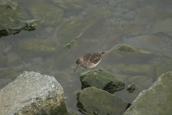 Becasseau au lagon de J&ouml;kuls&aacute;rl&oacute;n - Islande 